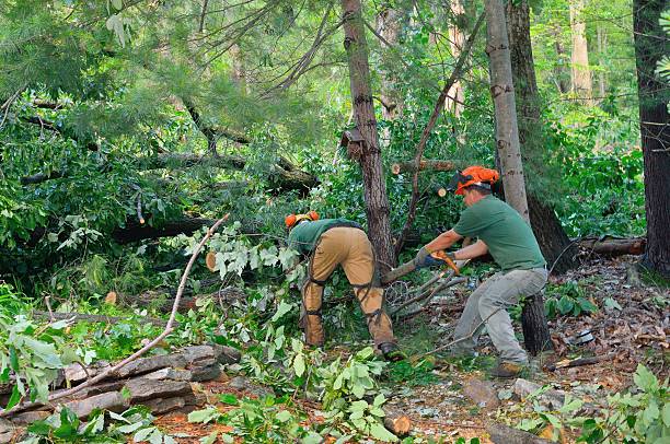 Best Emergency Storm Tree Removal  in Wilderness Rim, WA